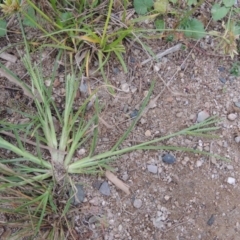 Eleusine indica (Crowsfoot Grass) at Yarralumla, ACT - 24 Mar 2016 by michaelb