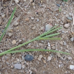 Eleusine indica at Yarralumla, ACT - 24 Mar 2016