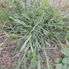 Eleusine indica at Yarralumla, ACT - 24 Mar 2016