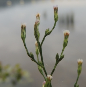 Symphyotrichum subulatum at Yarralumla, ACT - 24 Mar 2016