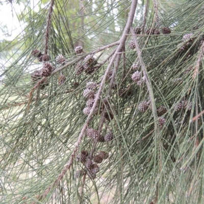 Casuarina cunninghamiana subsp. cunninghamiana (River She-Oak, River Oak) at Yarralumla, ACT - 24 Mar 2016 by MichaelBedingfield
