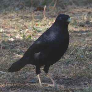 Ptilonorhynchus violaceus at Conder, ACT - 4 May 2016