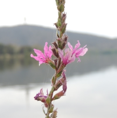 Lythrum salicaria (Purple Loosestrife) at Lake Burley Griffin West - 24 Mar 2016 by MichaelBedingfield