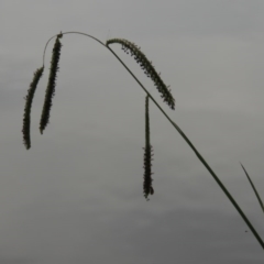 Paspalum dilatatum (Paspalum) at Lake Burley Griffin West - 24 Mar 2016 by MichaelBedingfield