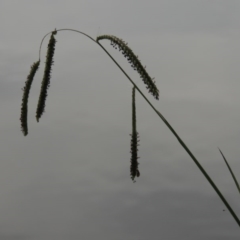 Paspalum dilatatum (Paspalum) at Yarralumla, ACT - 24 Mar 2016 by michaelb