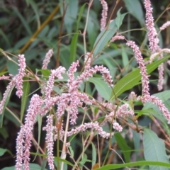 Persicaria lapathifolia (Pale Knotweed) at Yarralumla, ACT - 24 Mar 2016 by michaelb