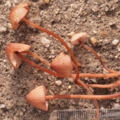 Mycena kuurkacea at Macquarie, ACT - 10 Jul 2016