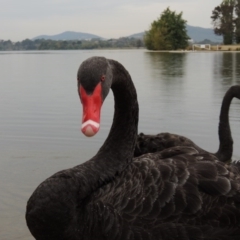 Cygnus atratus at Yarralumla, ACT - 24 Mar 2016