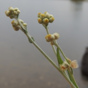 Pseudognaphalium luteoalbum at Yarralumla, ACT - 24 Mar 2016