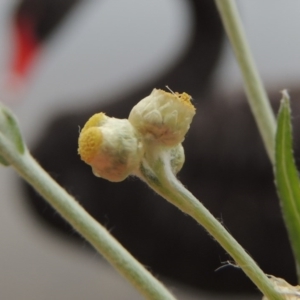 Pseudognaphalium luteoalbum at Yarralumla, ACT - 24 Mar 2016