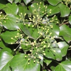Hedera sp. (helix or hibernica) (Ivy) at Lake Burley Griffin West - 24 Mar 2016 by MichaelBedingfield