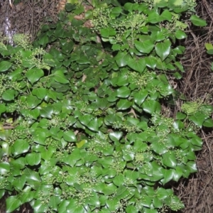 Hedera sp. (helix or hibernica) at Lake Burley Griffin West - 24 Mar 2016