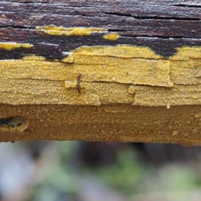 Unidentified at Cotter River, ACT - 10 Jun 2016 by KenT