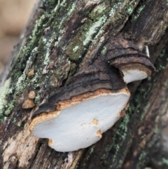 zz Polypore (shelf/hoof-like) at Acton, ACT - 6 Jun 2016 by KenT