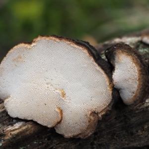 zz Polypore (shelf/hoof-like) at Acton, ACT - 6 Jun 2016