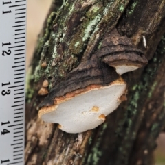 zz Polypore (shelf/hoof-like) at Acton, ACT - 6 Jun 2016