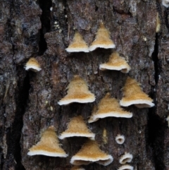 Stereum sp. at Cotter River, ACT - 10 Jun 2016 by KenT