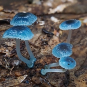 Mycena interrupta at Cotter River, ACT - 10 Jun 2016