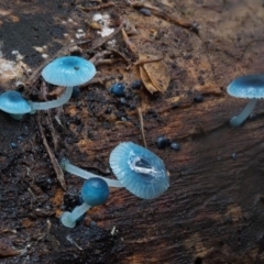 Mycena interrupta at Cotter River, ACT - 10 Jun 2016