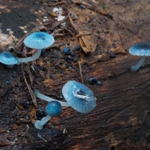 Mycena interrupta at Cotter River, ACT - 10 Jun 2016