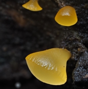 Heterotextus sp. at Cotter River, ACT - 10 Jun 2016