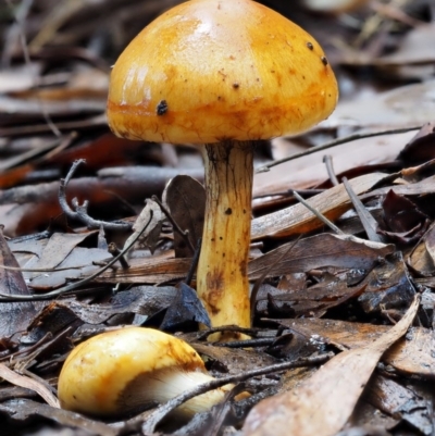 Cortinarius sinapicolor (Slimy Yellow Cortinar) at Cotter River, ACT - 10 Jun 2016 by KenT