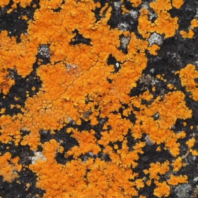Caloplaca sp. (Firedot Lichen) at Acton, ACT - 10 Jul 2016 by KenT