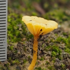 Lichenomphalia chromacea at Acton, ACT - 10 Jul 2016