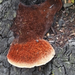 Postia pelliculosa (A wood-rotting bracket fungus) at Acton, ACT - 10 Jul 2016 by KenT