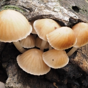 Mycena sp. at Acton, ACT - 10 Jul 2016