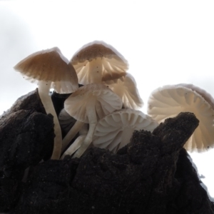 Mycena sp. at Acton, ACT - 10 Jul 2016