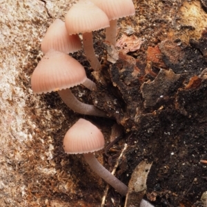 Mycena sp. at Acton, ACT - 10 Jul 2016 01:11 PM