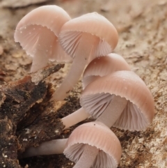 Mycena sp. at Acton, ACT - 10 Jul 2016 01:11 PM