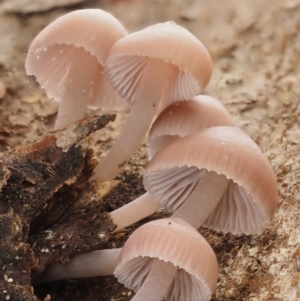 Mycena sp. at Acton, ACT - 10 Jul 2016 01:11 PM