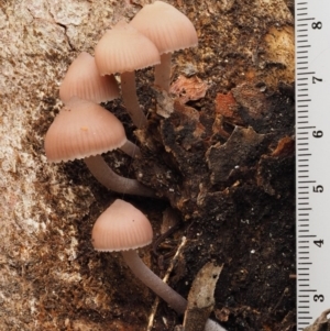 Mycena sp. at Acton, ACT - 10 Jul 2016 01:11 PM