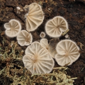 zz Agaric (stemless) at Acton, ACT - 10 Jul 2016 02:30 PM