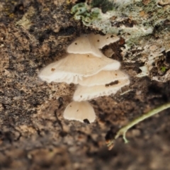 zz Agaric (stemless) at Acton, ACT - 10 Jul 2016 02:30 PM