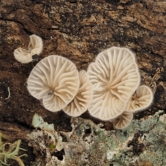 zz Agaric (stemless) at Acton, ACT - 10 Jul 2016 02:30 PM