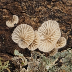 zz Agaric (stemless) at Acton, ACT - 10 Jul 2016