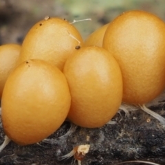 Leocarpus fragilis (Egg-shell Slime Mould) at Black Mountain - 10 Jul 2016 by KenT