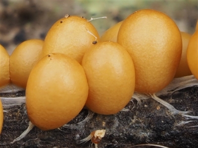 Leocarpus fragilis (Egg-shell Slime Mould) at Acton, ACT - 10 Jul 2016 by KenT