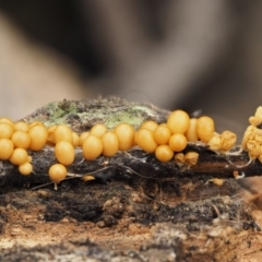 Leocarpus fragilis at Acton, ACT - 10 Jul 2016