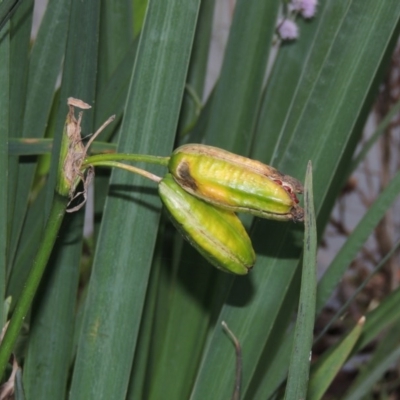 Iris pseudacorus (Yellow Flag) at Lake Burley Griffin West - 24 Mar 2016 by MichaelBedingfield