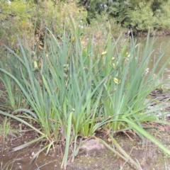 Iris pseudacorus at Yarralumla, ACT - 24 Mar 2016