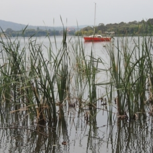 Typha domingensis at Yarralumla, ACT - 24 Mar 2016