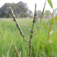 Paspalum distichum (Water Couch) at Yarralumla, ACT - 24 Mar 2016 by michaelb