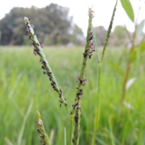 Paspalum distichum at Yarralumla, ACT - 24 Mar 2016 07:18 PM