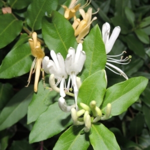 Lonicera japonica at Yarralumla, ACT - 24 Mar 2016 07:23 PM