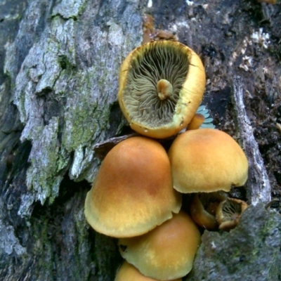 Hypholoma fasciculare (Hypholoma fasciculare) at Isaacs Ridge - 8 Jul 2016 by Mike