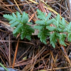 Cheilanthes austrotenuifolia (Rock Fern) at Isaacs, ACT - 8 Jul 2016 by Mike